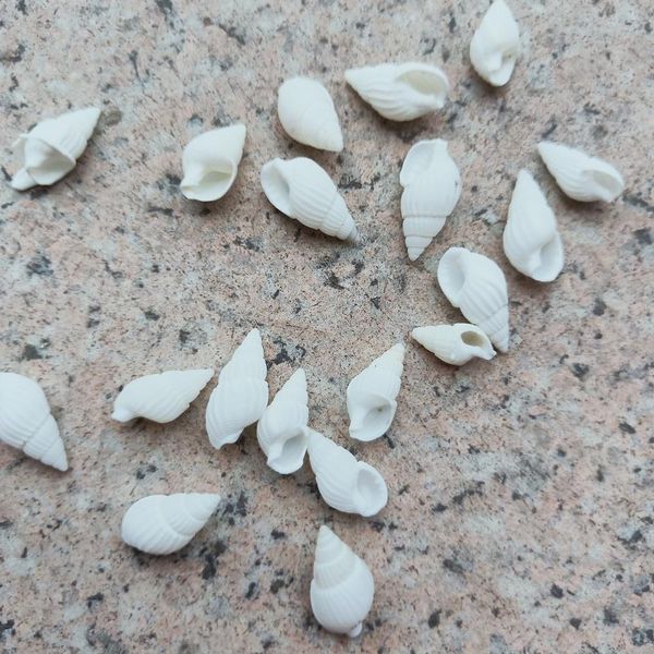 100pcs natural snail shell aquarium decoration mini white conch seashell diy crafts for party beach wedding home decor nautical h bbysru
100pcs natural snail shell aquarium decoration mini white conch seashell diy crafts for party beach wedding home decor nautical h bbysru