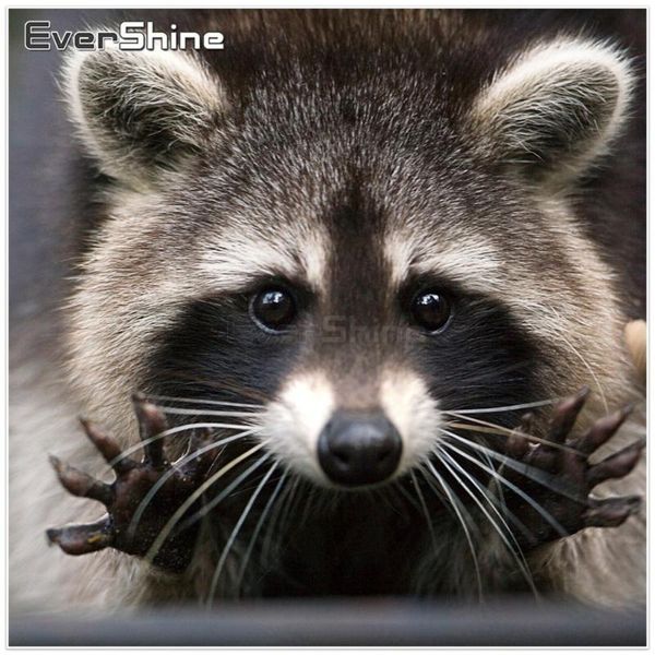 evershine diamond mosaic raccoon full square diamond painting cross stitch embroidery animals picture of rhinestones
evershine diamond mosaic raccoon full square diamond painting cross stitch embroidery animals picture of rhinestones