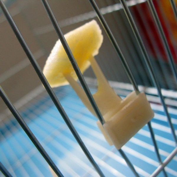 birds parrots fruit fork feeder pet supplies food holder feeding on cage pet parrots fruit fork h bbynsd
birds parrots fruit fork feeder pet supplies food holder feeding on cage pet parrots fruit fork h bbynsd