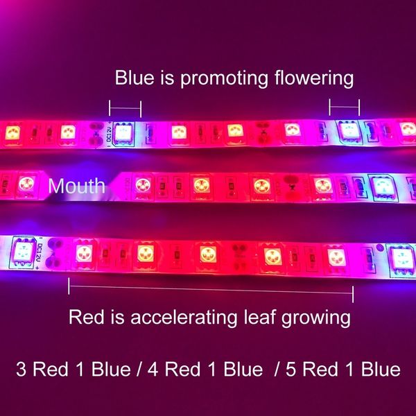 outdoor plant grow lights 5m waterproof full spectrum led strip flower phyto lamp red blue 4:1 for greenhouse hydroponic
outdoor plant grow lights 5m waterproof full spectrum led strip flower phyto lamp red blue 4:1 for greenhouse hydroponic