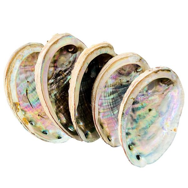 1pc 8 10cm natural seashells abalone shell nautical home decor beach wedding decorations soap dish diy aquarium landscape h jllgoq
1pc 8 10cm natural seashells abalone shell nautical home decor beach wedding decorations soap dish diy aquarium landscape h jllgoq