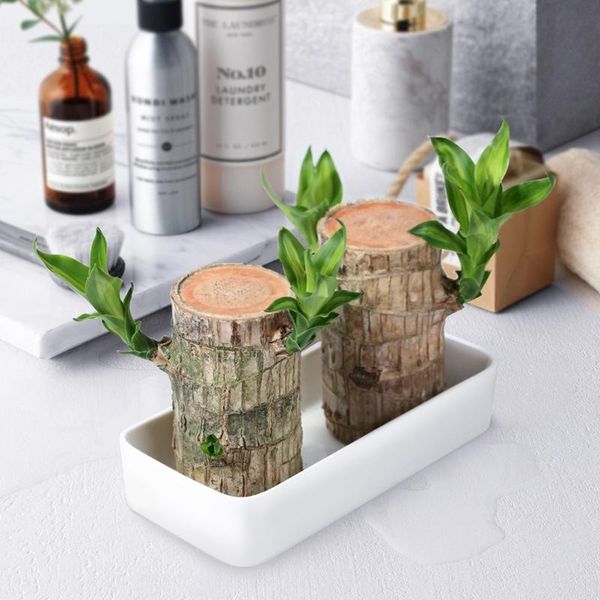 mini brazil lucky badan wood hydroponic potted plant stump mini plant indoor office deskdecoration
mini brazil lucky badan wood hydroponic potted plant stump mini plant indoor office deskdecoration