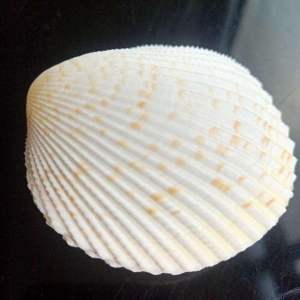 nautical home decor shells mediterranean seashells double sided specimen ocean scallop shell jewelry storage wedding decor gift h bbyqzl
nautical home decor shells mediterranean seashells double sided specimen ocean scallop shell jewelry storage wedding decor gift h bbyqzl