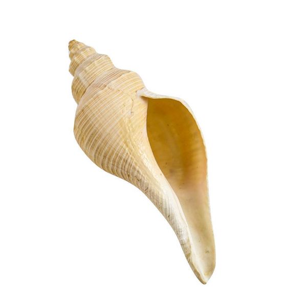 natural conch shells nautical home decor seashells collectibles australia long snails dafa conch horn instrument aquarium decor h wmtxyh
natural conch shells nautical home decor seashells collectibles australia long snails dafa conch horn instrument aquarium decor h wmtxyh