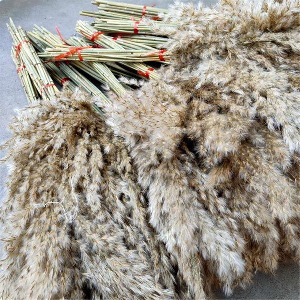 10pcs dried pampas grass bunch pure natural reed flowers window display wedding home decor flower q1215
10pcs dried pampas grass bunch pure natural reed flowers window display wedding home decor flower q1215