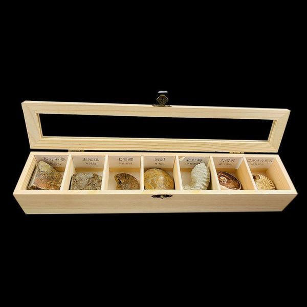 7pcs set natural conch raw stones animal shell teaching specimen color snail oyster shells stone gifts collection home decor h jllwrt
7pcs set natural conch raw stones animal shell teaching specimen color snail oyster shells stone gifts collection home decor h jllwrt