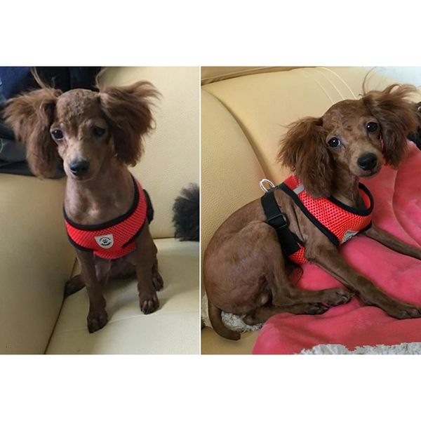 breathable mesh small dog pet harness and leash set puppy vest pink red blue black for chihuahua dhl free
breathable mesh small dog pet harness and leash set puppy vest pink red blue black for chihuahua dhl free