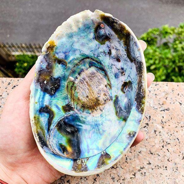 13 15cm abalone shell natural large sea shells beach decor soap dish jewelry diy shell nautical home decor aquarium landscape h jllvhk
13 15cm abalone shell natural large sea shells beach decor soap dish jewelry diy shell nautical home decor aquarium landscape h jllvhk