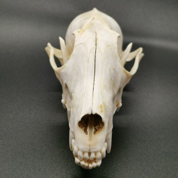 2021 latest unique bone skull fox animal decoration 1pcs birthday real gift specimen taxidermy new
2021 latest unique bone skull fox animal decoration 1pcs birthday real gift specimen taxidermy new