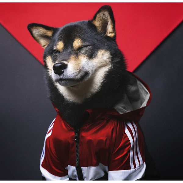 usa national flag fashion windproof rainproof nasareflective spacesuit large dog raincoats dog dog pet jackets bbyfva packing2010
usa national flag fashion windproof rainproof nasareflective spacesuit large dog raincoats dog dog pet jackets bbyfva packing2010