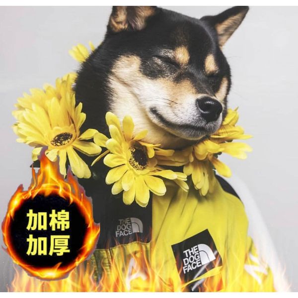 usa national flag fashion windproof rainproof dog dog cotton large dog raincoats pet jackets wmtlwf petsyard
usa national flag fashion windproof rainproof dog dog cotton large dog raincoats pet jackets wmtlwf petsyard