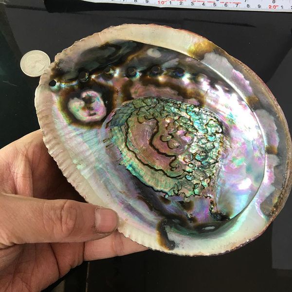 exquisite natural abalone shell seashell soapbox rainbow lg sea green blue beach house soapbox exquisite natural h jllvpu
exquisite natural abalone shell seashell soapbox rainbow lg sea green blue beach house soapbox exquisite natural h jllvpu