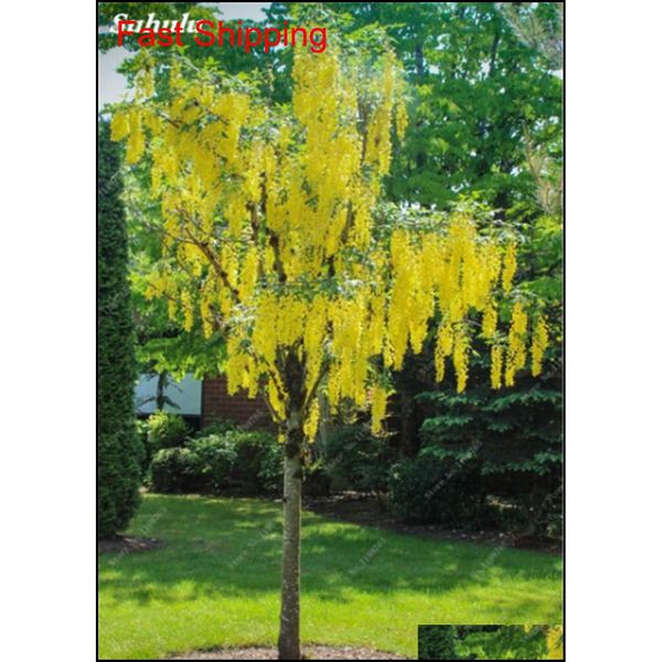 golden yellow wisteria seeds 20 pcs rare purple bonsai wisteria tree indoor outdoor ornamental plants perenn qylqif bde_luck
golden yellow wisteria seeds 20 pcs rare purple bonsai wisteria tree indoor outdoor ornamental plants perenn qylqif bde_luck