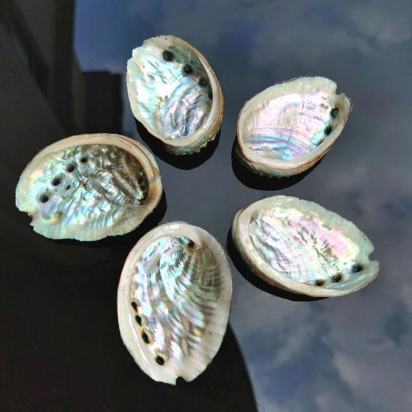 5pcs 8 9cm abalone shell natural seashell nautical wedding decorations crafts sea shell specimen collectibles aquarium landscape h bbylqr
5pcs 8 9cm abalone shell natural seashell nautical wedding decorations crafts sea shell specimen collectibles aquarium landscape h bbylqr