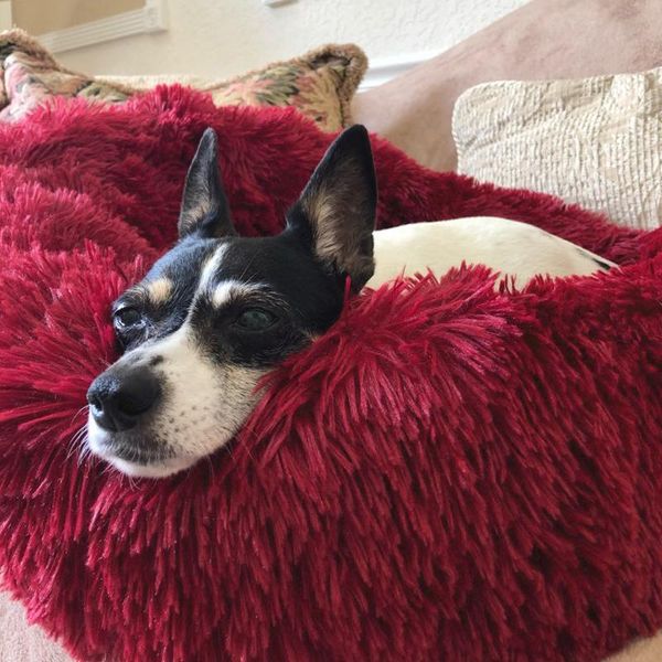 dropshipping круглая собака кровать pet house кровать для собак корзина products cushion dog pet mat house мягкие длинные плюшевые аксессуар
dropshipping круглая собака кровать pet house кровать для собак корзина products cushion dog pet mat house мягкие длинные плюшевые аксессуар