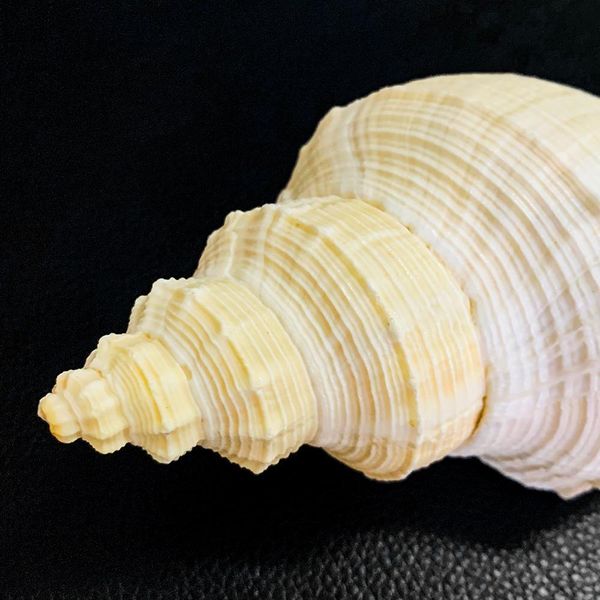 seashell japanese sea shells rare giant tuba fish tank landscaping aquarium decoration shooting props hemifusus crassicaudus h bbykdl
seashell japanese sea shells rare giant tuba fish tank landscaping aquarium decoration shooting props hemifusus crassicaudus h bbykdl