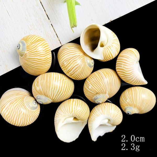 5pcs 2 3cm natural fine lines conch shells nautical home decor specimen rolled shellfish hermit crab snail shell acquarium decor h jllobo
5pcs 2 3cm natural fine lines conch shells nautical home decor specimen rolled shellfish hermit crab snail shell acquarium decor h jllobo