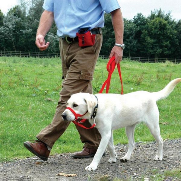 nylon dogs pet products training supplies head collar halter harness colors s-xl collars, harnesses , leads plastic solid1
nylon dogs pet products training supplies head collar halter harness colors s-xl collars, harnesses , leads plastic solid1