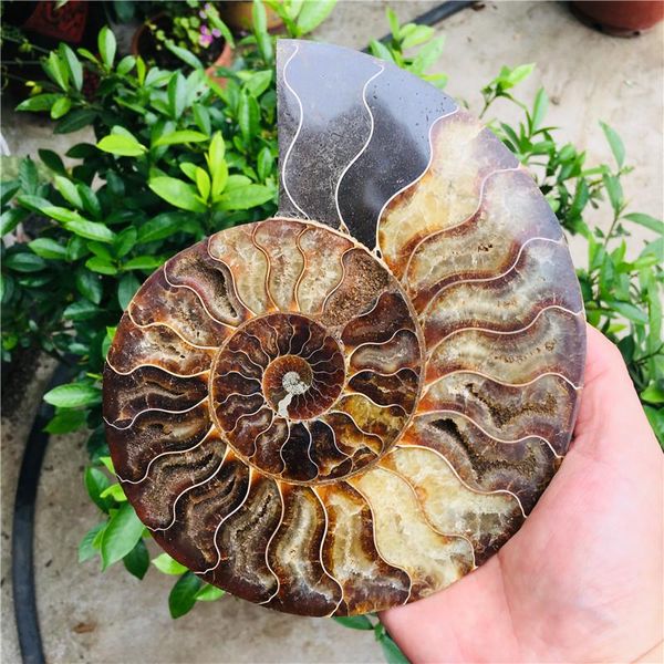 decorative objects & figurines natural ammonite pretty nautilus madagascar fossil specimen healing
decorative objects & figurines natural ammonite pretty nautilus madagascar fossil specimen healing