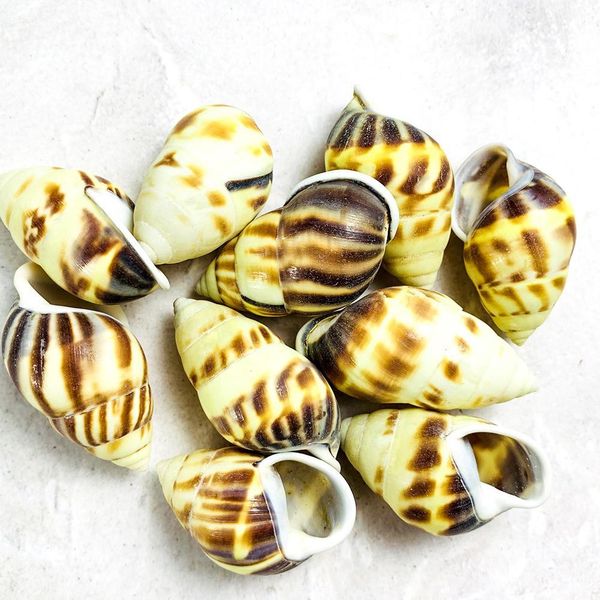2pcs 4 5cm flame spiral conch snail seashells specimen collection crafts nautical home decor diy aquarium landscape decoration h jlldbv
2pcs 4 5cm flame spiral conch snail seashells specimen collection crafts nautical home decor diy aquarium landscape decoration h jlldbv