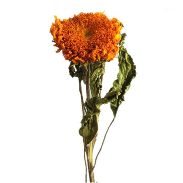 3pcs dried real teddy sunflowers home wedding decor flowers natural original flowers1 decorative & wreaths
3pcs dried real teddy sunflowers home wedding decor flowers natural original flowers1 decorative & wreaths