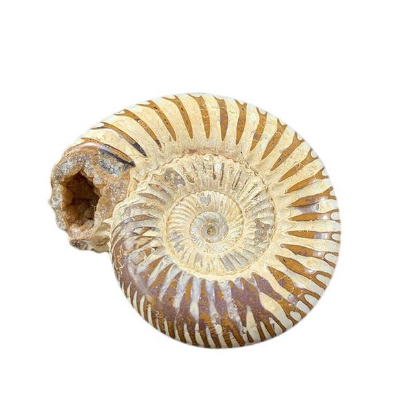 7pcs set natural conch raw stones animal shell teaching specimen color snail oyster shells stone gifts collection home decor h jllkov
7pcs set natural conch raw stones animal shell teaching specimen color snail oyster shells stone gifts collection home decor h jllkov