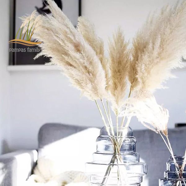 85-120cm pampas grass extra large natural white dried flowers bouquet fluffy for boho vintage style home wedding flowers decor
85-120cm pampas grass extra large natural white dried flowers bouquet fluffy for boho vintage style home wedding flowers decor