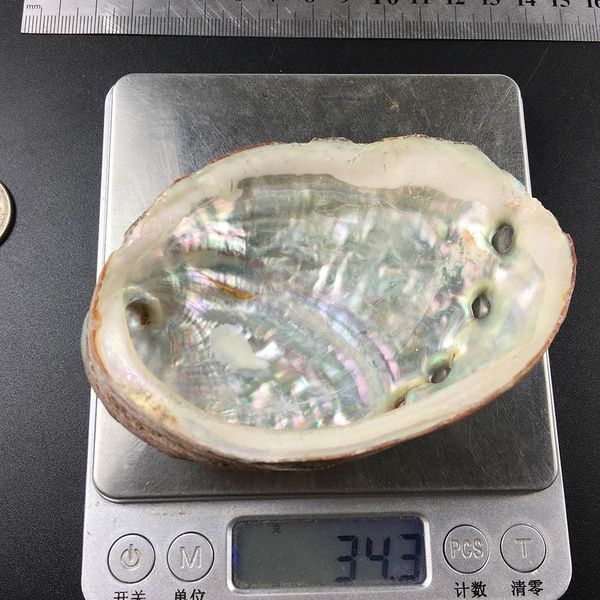 5 sizes abalone shell nautical decor seashell beach wedding shells ocean decor jewelry diy shell soap dish aquarium home decor h jlluda
5 sizes abalone shell nautical decor seashell beach wedding shells ocean decor jewelry diy shell soap dish aquarium home decor h jlluda