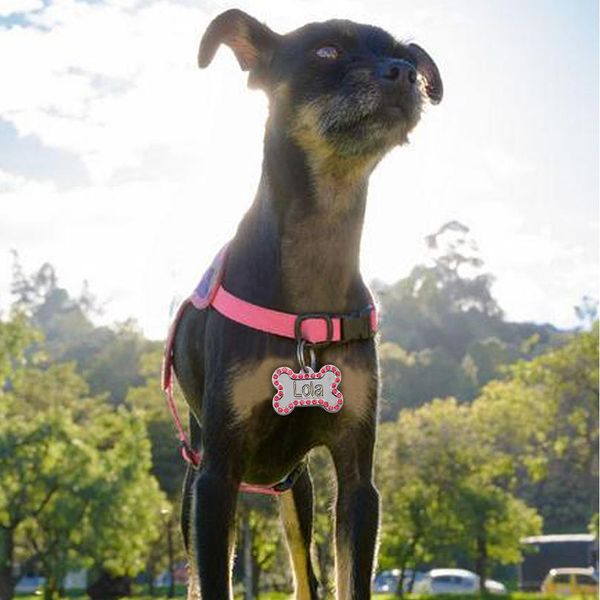 dog accessories custom personalized pet dog cat tags engraved dogs pets accessories for small puppy cat bone paw pet bbyita
dog accessories custom personalized pet dog cat tags engraved dogs pets accessories for small puppy cat bone paw pet bbyita