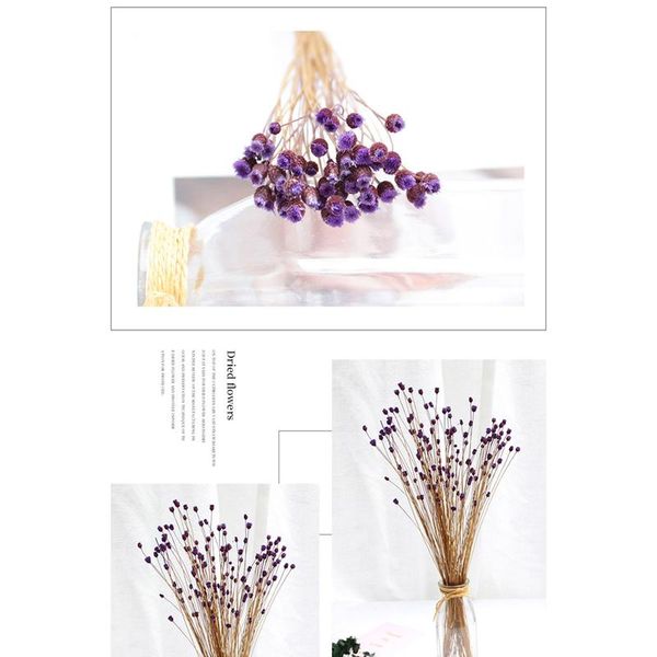 50pcs real happy flower small natural dried flowers bouquet dry flowers press mini decorative pgraphy p backdr bbykgf
50pcs real happy flower small natural dried flowers bouquet dry flowers press mini decorative pgraphy p backdr bbykgf