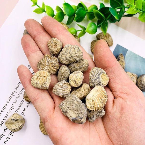 100g natural shell raw stone marine animals devonian period stones collection teaching specimen display landscape home decor h jllsnb
100g natural shell raw stone marine animals devonian period stones collection teaching specimen display landscape home decor h jllsnb