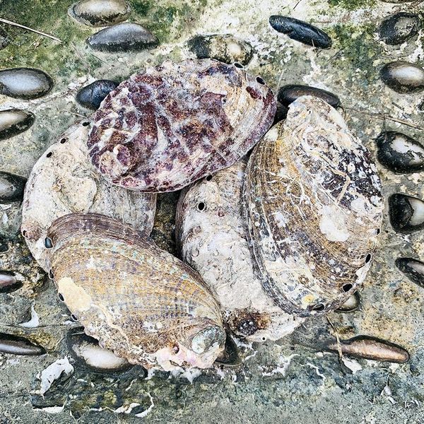 1 шт. 8 10 см природные ракушки abalone shell nautical home decor beach свадебные украшения мыльница блюдо diy аквариум пейзаж h jlldfa 
1 шт. 8 10 см природные ракушки abalone shell nautical home decor beach свадебные украшения мыльница блюдо diy аквариум пейзаж h jlldfa