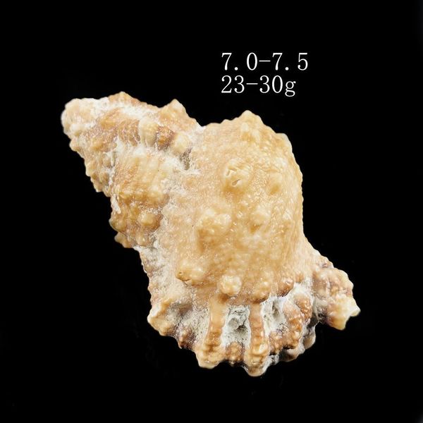 1pc natural conch seashell nautical decor 7 8cm snail beach wedding decor specimen crafts aquarium fish tank decoration gift h bbyalb
1pc natural conch seashell nautical decor 7 8cm snail beach wedding decor specimen crafts aquarium fish tank decoration gift h bbyalb