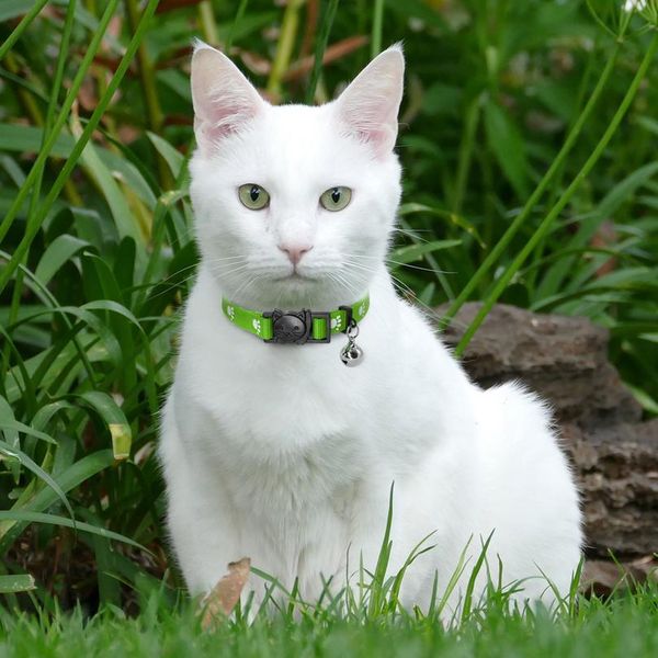 4pcs/lot quick release cat collar nylon safety breakaway cat kitten collars with bell for small pets cats dogs mixed bbyeyq
4pcs/lot quick release cat collar nylon safety breakaway cat kitten collars with bell for small pets cats dogs mixed bbyeyq