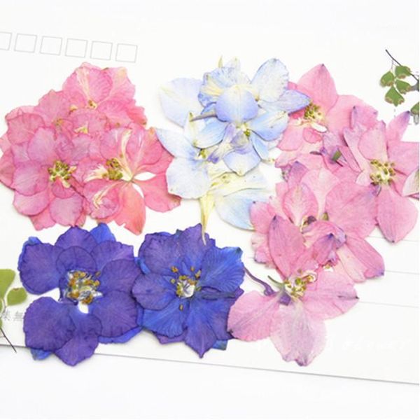 original color larkspur dried pressed flower arrangements wedding decoration flowers ent 120pcs1
original color larkspur dried pressed flower arrangements wedding decoration flowers ent 120pcs1