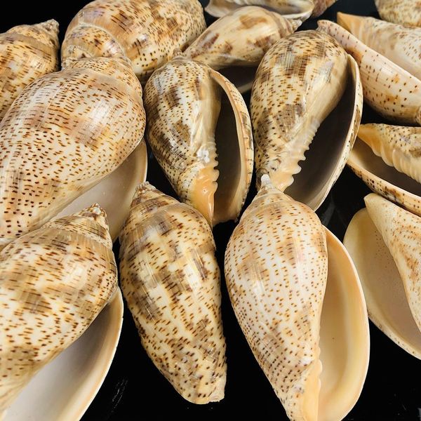 5 9cm natural spot conch shell snail diy fish tank aquarium decorations seashells micro landscape specimen nautical home decor h bbylbg
5 9cm natural spot conch shell snail diy fish tank aquarium decorations seashells micro landscape specimen nautical home decor h bbylbg
