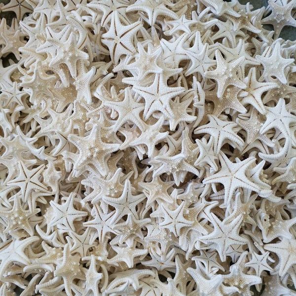 20pcs/set star fish star sea animal shell beach ornament for aquarium weddings party diy home decoration craft natural qyletz
20pcs/set star fish star sea animal shell beach ornament for aquarium weddings party diy home decoration craft natural qyletz