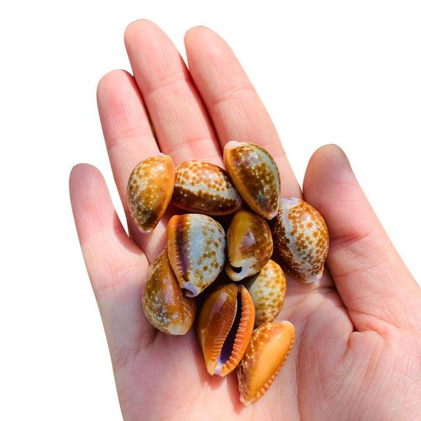 5 10pcs marine aquatic beach border collection conch shell seashell conchs mollusks snails fish tank decor party diy landscap h bbyxoa
5 10pcs marine aquatic beach border collection conch shell seashell conchs mollusks snails fish tank decor party diy landscap h bbyxoa