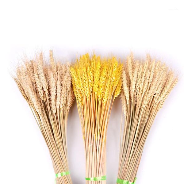 decorative flowers & wreaths 50pcs/lot diy primary colors home party wheat ears natural dried wedding decoration garden ornament shooting pr
decorative flowers & wreaths 50pcs/lot diy primary colors home party wheat ears natural dried wedding decoration garden ornament shooting pr