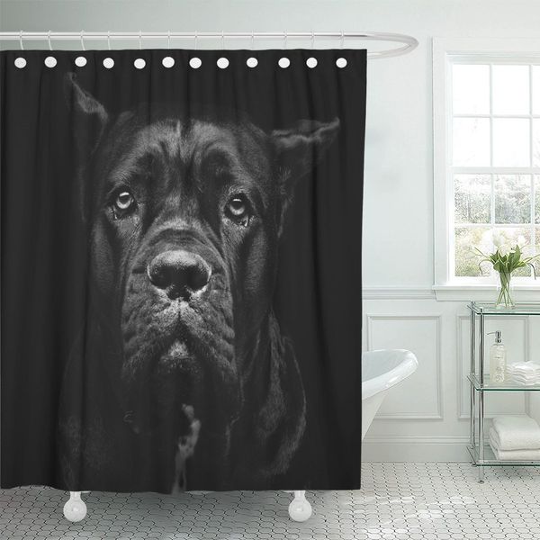 closeup portrait of beautiful black cane corso female dog shower curtain polyester 60 x 72 inches set with hooks
closeup portrait of beautiful black cane corso female dog shower curtain polyester 60 x 72 inches set with hooks