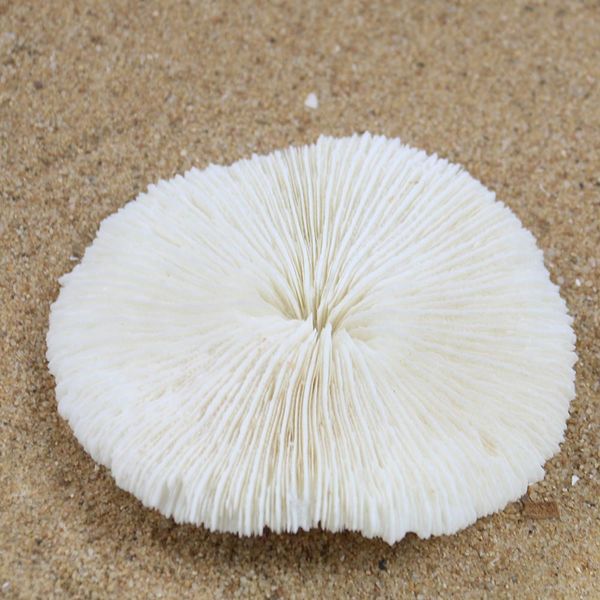 white coral sea round mushroom coral natural artifical fish aquatic pet supplies aquarium landscape tank ornaments 8 to 10cm h jllbsg
white coral sea round mushroom coral natural artifical fish aquatic pet supplies aquarium landscape tank ornaments 8 to 10cm h jllbsg