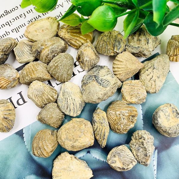 100g natural shell raw stone marine animals devonian period stones collection teaching specimen display landscape home decor h bbytjo
100g natural shell raw stone marine animals devonian period stones collection teaching specimen display landscape home decor h bbytjo