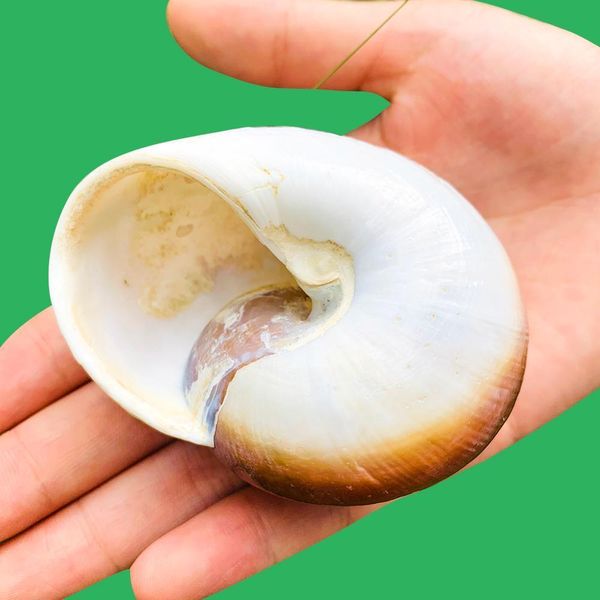 hermit crab shells turbo shells pearlized sea shells hermit crab house natural round land snail for landscape decor diy h bbywca
hermit crab shells turbo shells pearlized sea shells hermit crab house natural round land snail for landscape decor diy h bbywca