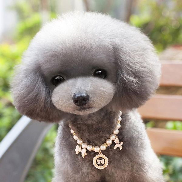 handmade cat dogs necklace dog grooming necklaces pearl dogs accessories for dog pet products puppy jewelry mascotas accesorios wmtbrw
handmade cat dogs necklace dog grooming necklaces pearl dogs accessories for dog pet products puppy jewelry mascotas accesorios wmtbrw