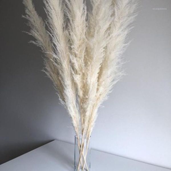decorative flowers & wreaths super pampas grass white 7 head cotton home decoration dried flower rabbits tail grass1
decorative flowers & wreaths super pampas grass white 7 head cotton home decoration dried flower rabbits tail grass1