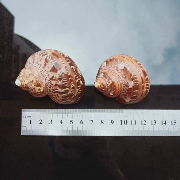 1pc cat eye snail shell natural seashell conch beach nautical home decor shells specimen collectibles fish tank landscape h bbyhhx
1pc cat eye snail shell natural seashell conch beach nautical home decor shells specimen collectibles fish tank landscape h bbyhhx