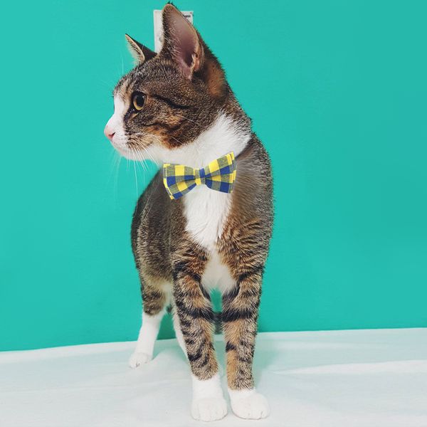 plaid bow ties adjustable puppy bowtie collar cat bowties collars for small mediun dogs cats 122361
plaid bow ties adjustable puppy bowtie collar cat bowties collars for small mediun dogs cats 122361