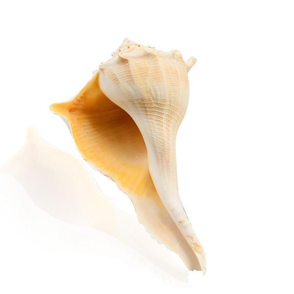 natural large conch feng shui snail nautical home decor beach wedding decor seashell specimen collectibles aquarium landscape h jllgli
natural large conch feng shui snail nautical home decor beach wedding decor seashell specimen collectibles aquarium landscape h jllgli