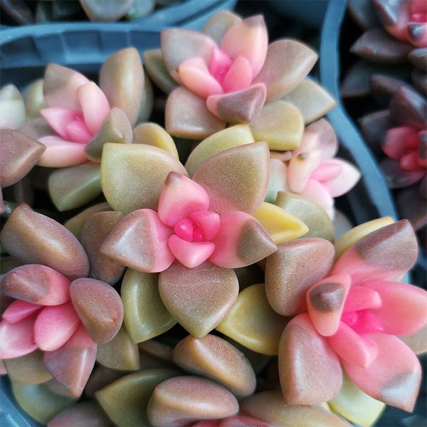 indoor sedum true flowers graptalum paraguayense flower plant succulent home decor plant landscape flower arrangement garden planting
indoor sedum true flowers graptalum paraguayense flower plant succulent home decor plant landscape flower arrangement garden planting