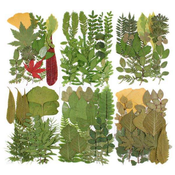 pressed real leaf dried plant assortment herbarium sheet resin craft resin art supplies decoration resin jewelry inclusions
pressed real leaf dried plant assortment herbarium sheet resin craft resin art supplies decoration resin jewelry inclusions